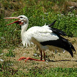 Cigogne blanche