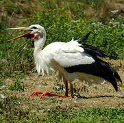 White Stork