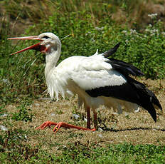 Cigogne blanche