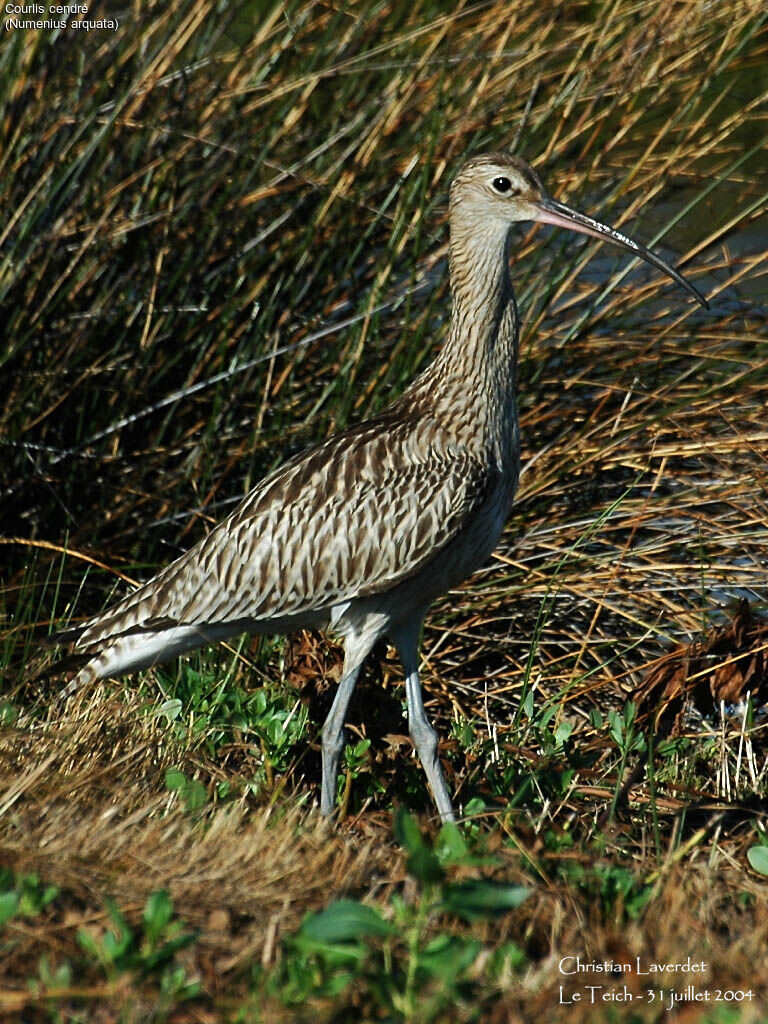 Eurasian Curlew