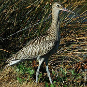 Eurasian Curlew