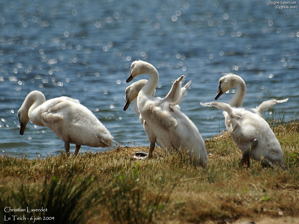 Cygne tuberculé