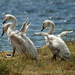 Cygne tuberculé