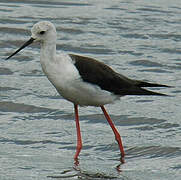 Black-winged Stilt