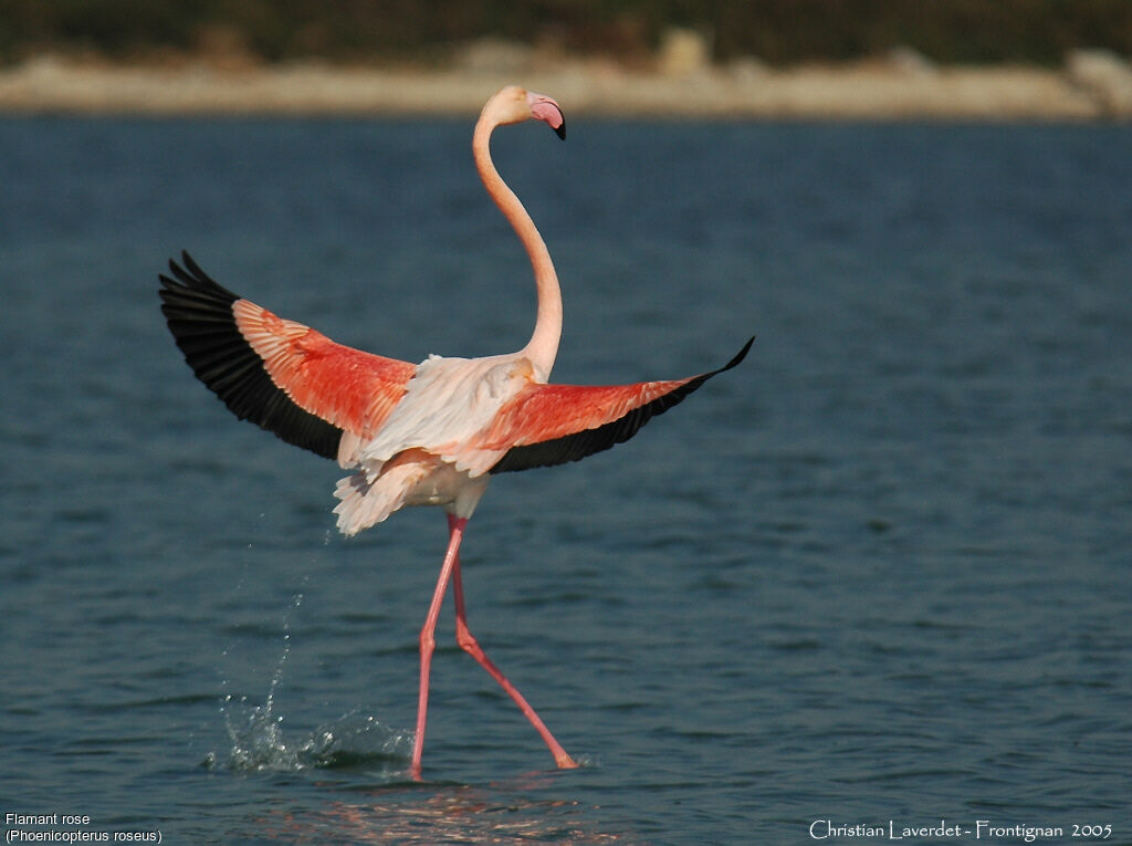 Flamant rose