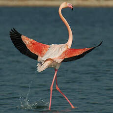 Flamant rose