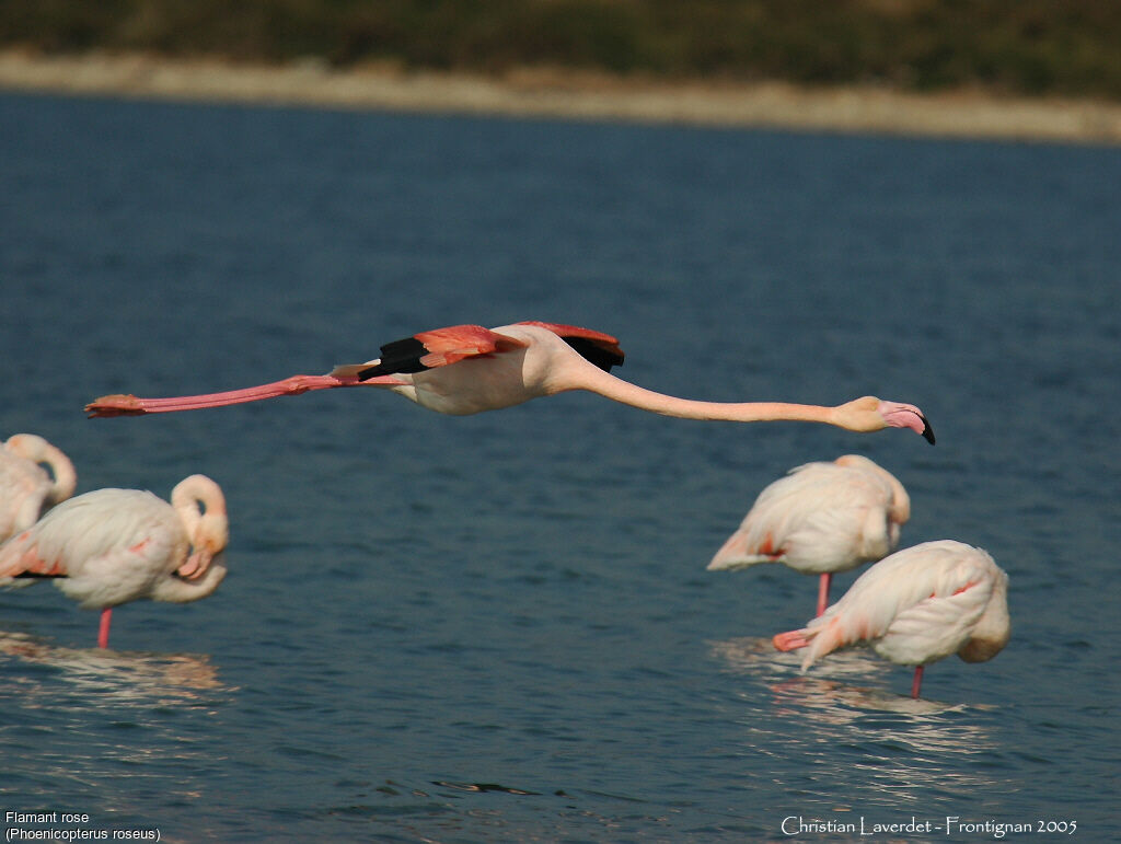 Greater Flamingo