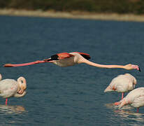 Greater Flamingo