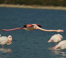 Flamant rose