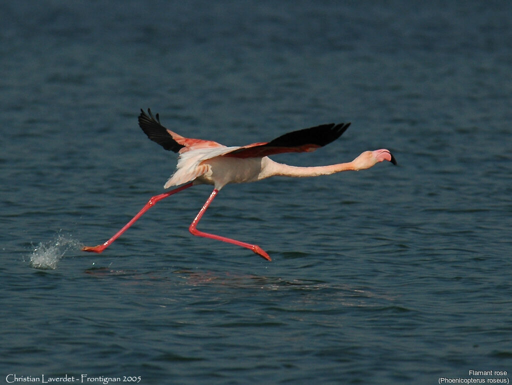 Flamant rose