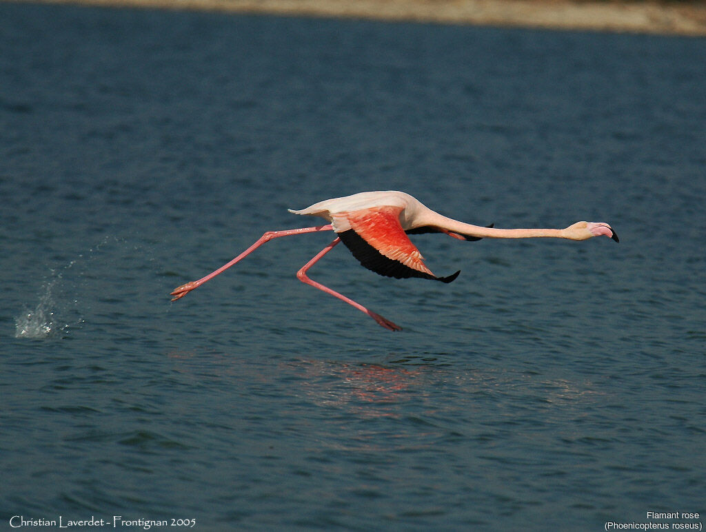 Flamant rose