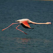 Flamant rose