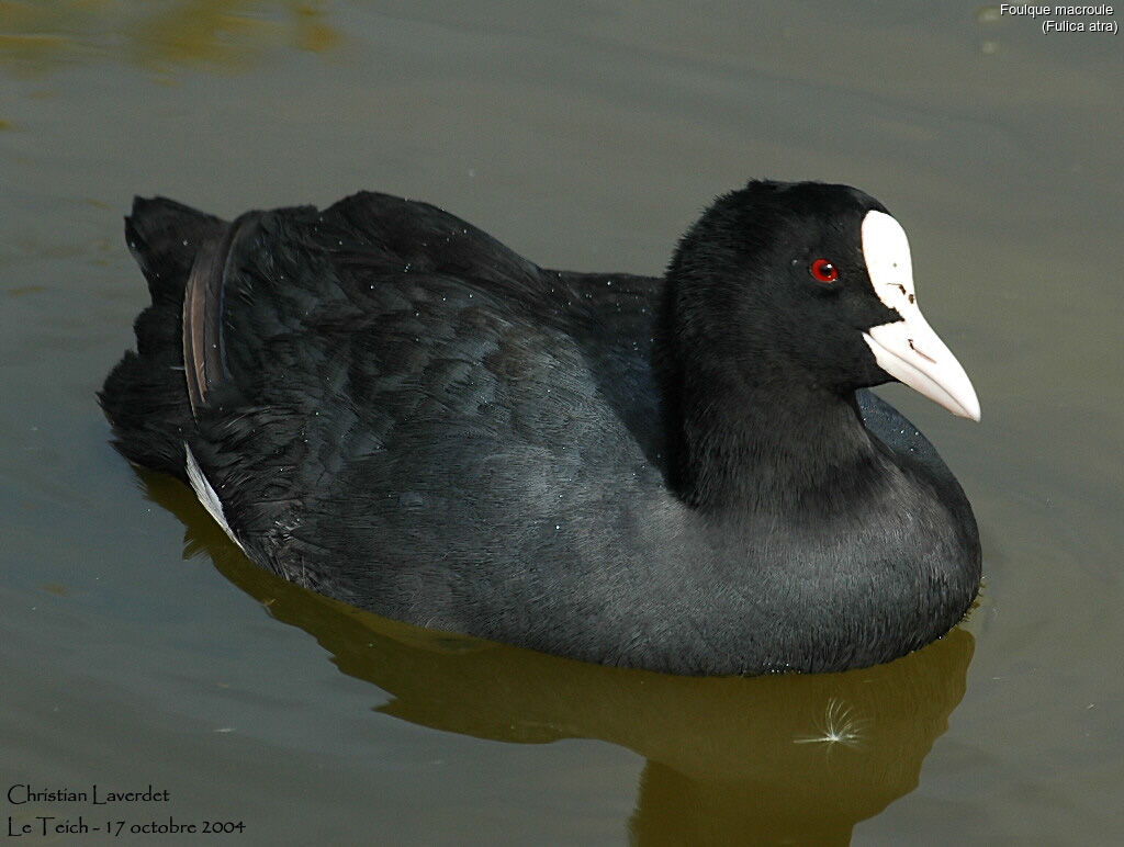 Eurasian Coot