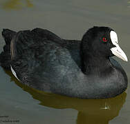 Eurasian Coot