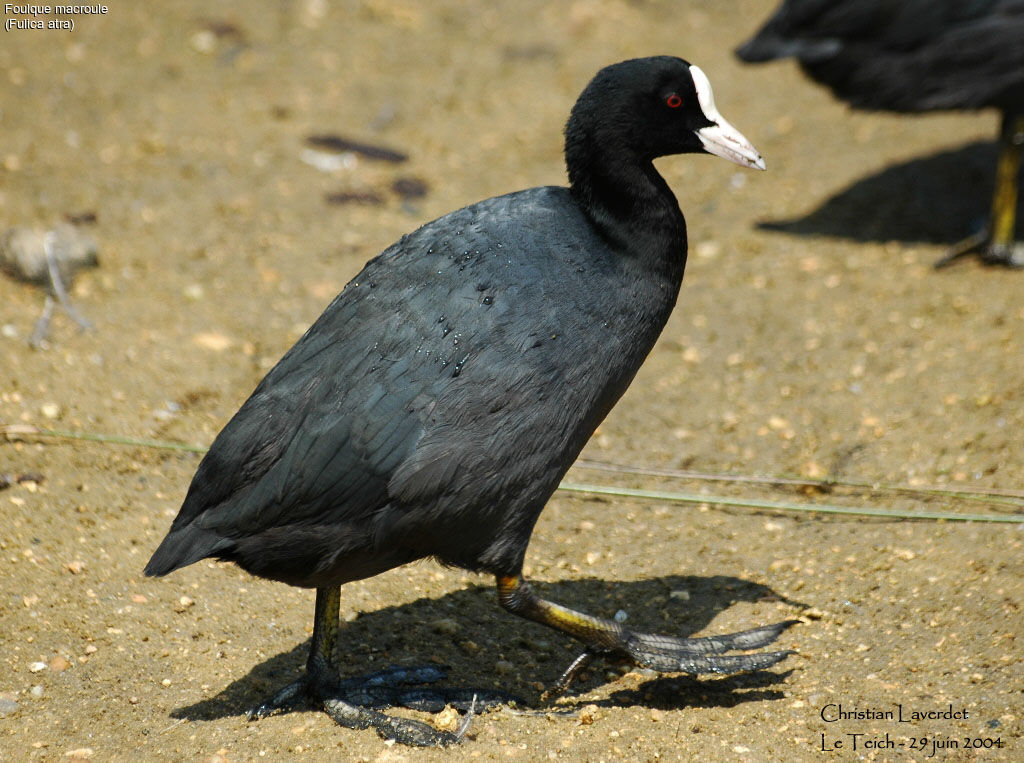 Eurasian Coot