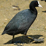 Eurasian Coot