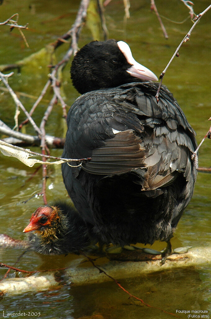 Eurasian Coot