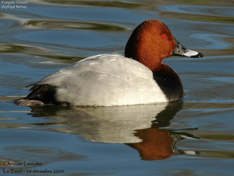 Common Pochard