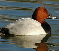 Common Pochard