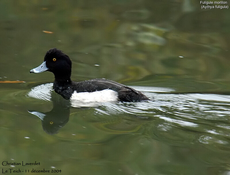 Tufted Duck