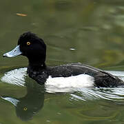 Tufted Duck