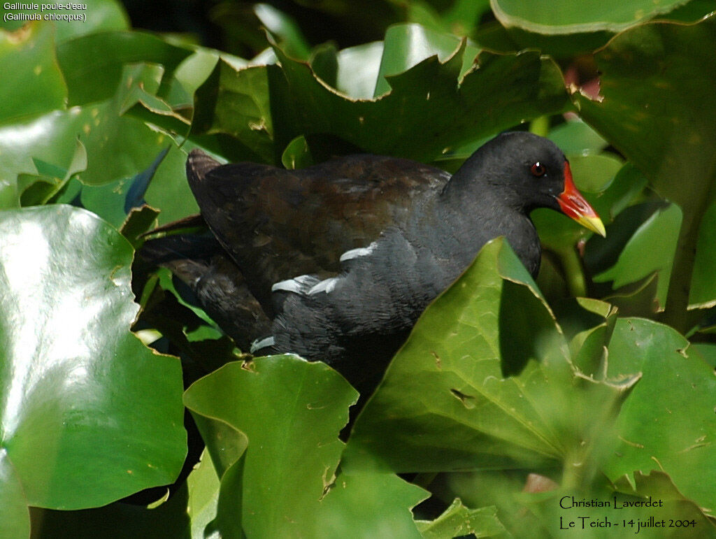 Gallinule poule-d'eau