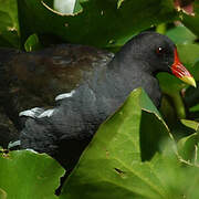 Common Moorhen