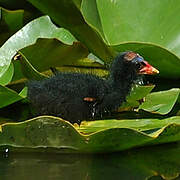 Gallinule poule-d'eau