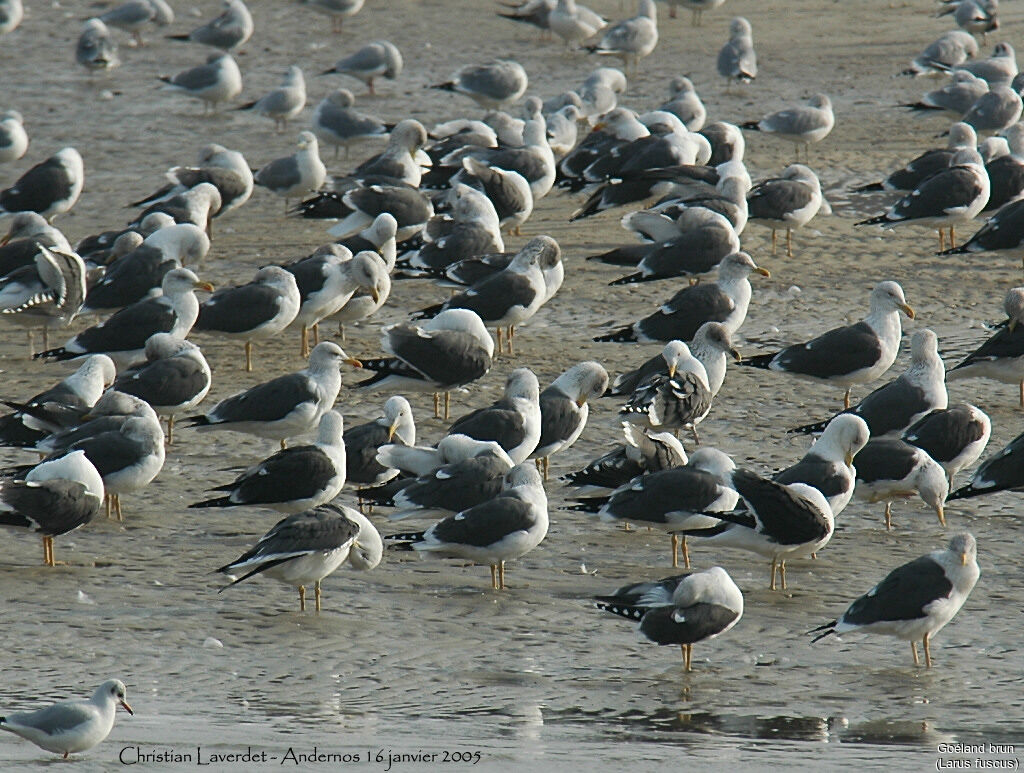 Lesser Black-backed Gull