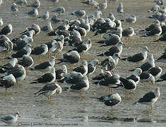 Lesser Black-backed Gull