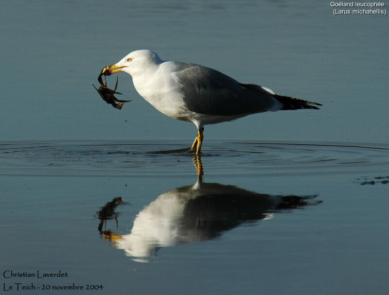 Yellow-legged Gull