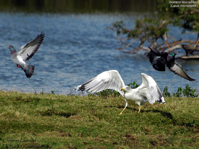 Yellow-legged Gull