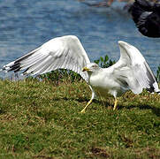 Yellow-legged Gull