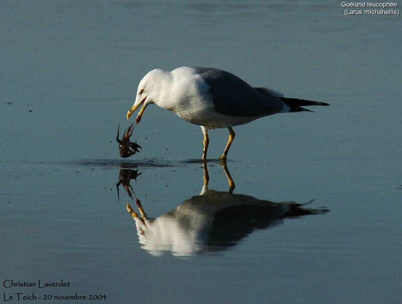 Yellow-legged Gull