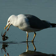 Yellow-legged Gull