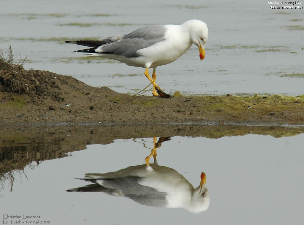 Yellow-legged Gull