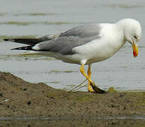 Yellow-legged Gull