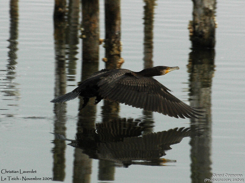 Great Cormorant