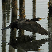 Great Cormorant