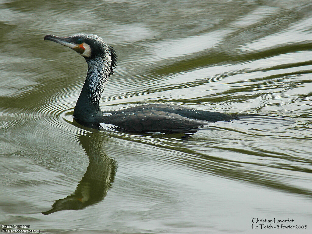 Great Cormorant