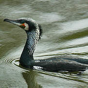 Great Cormorant