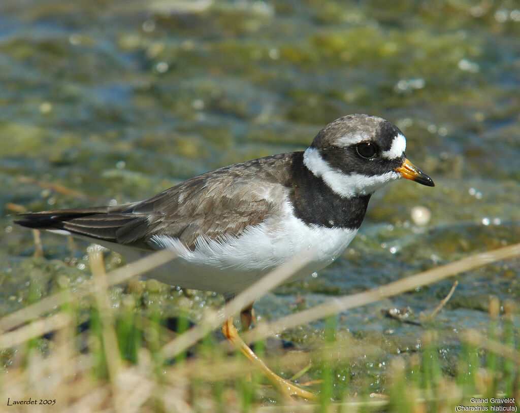 Common Ringed Plover