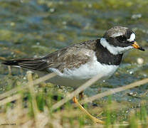 Common Ringed Plover