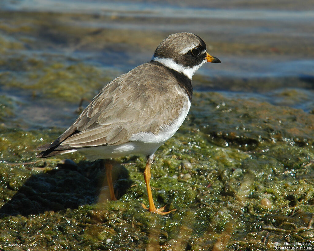 Common Ringed Plover