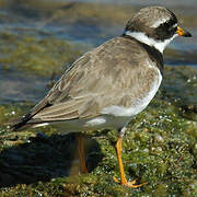 Common Ringed Plover