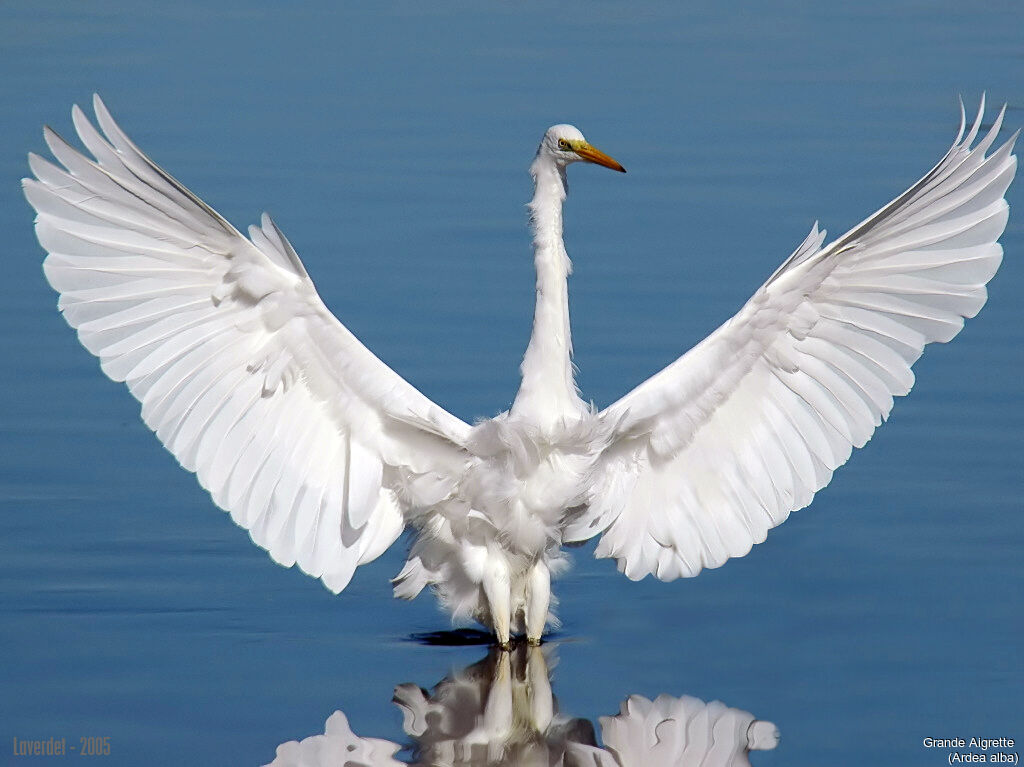 Grande Aigrette