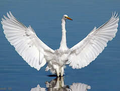 Great Egret