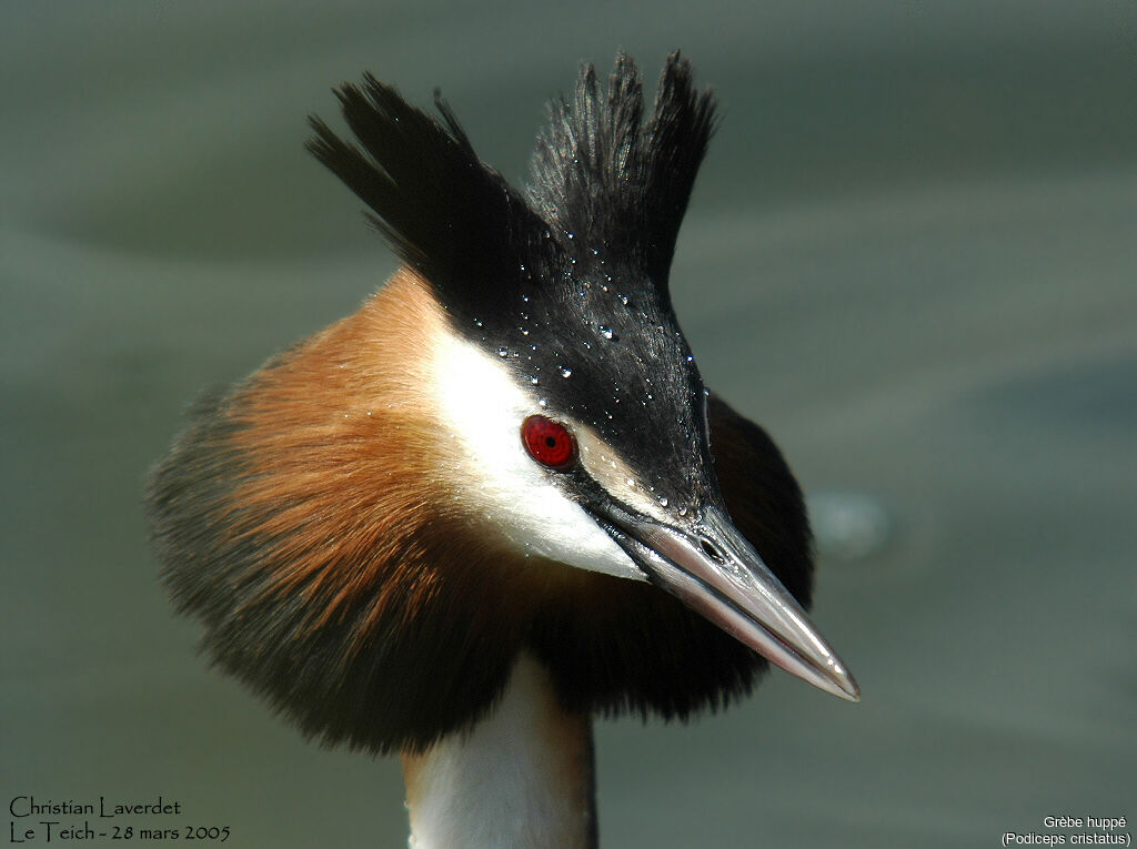 Great Crested Grebe