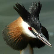 Great Crested Grebe