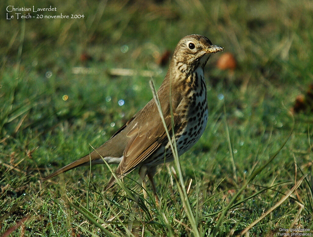 Song Thrush